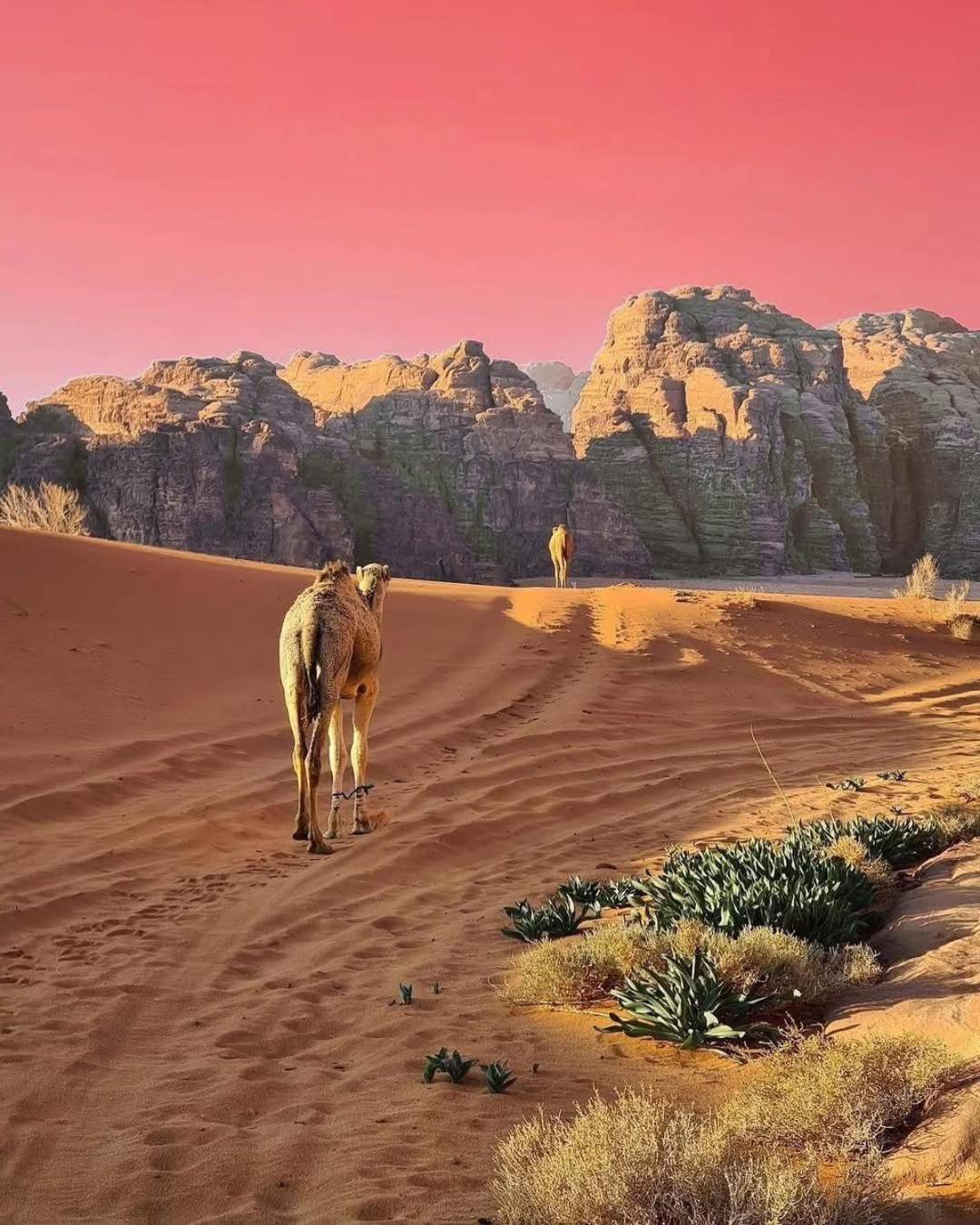 Wadi Rum Albasli Extérieur photo